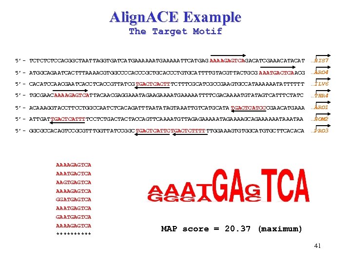 Align. ACE Example The Target Motif 5’- TCTCCACGGCTAATTAGGTGATCATGAAAAATTCATGAG AAAAGAGTCAGACATCGAAACAT …HIS 7 5’- ATGGCAGAATCACTTTAAAACGTGGCCCCACCCGCTGCACCCTGTGCATTTTGTACGTTACTGCG AAATGACTCAACG