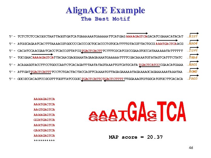 Align. ACE Example The Best Motif 5’- TCTCCACGGCTAATTAGGTGATCATGAAAAATTCATGAG AAAAGAGTCAGACATCGAAACAT …HIS 7 5’- ATGGCAGAATCACTTTAAAACGTGGCCCCACCCGCTGCACCCTGTGCATTTTGTACGTTACTGCG AAATGACTCAACG