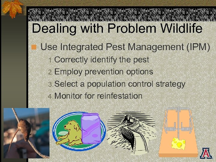 Dealing with Problem Wildlife n Use Integrated Pest Management (IPM) 1. Correctly identify the