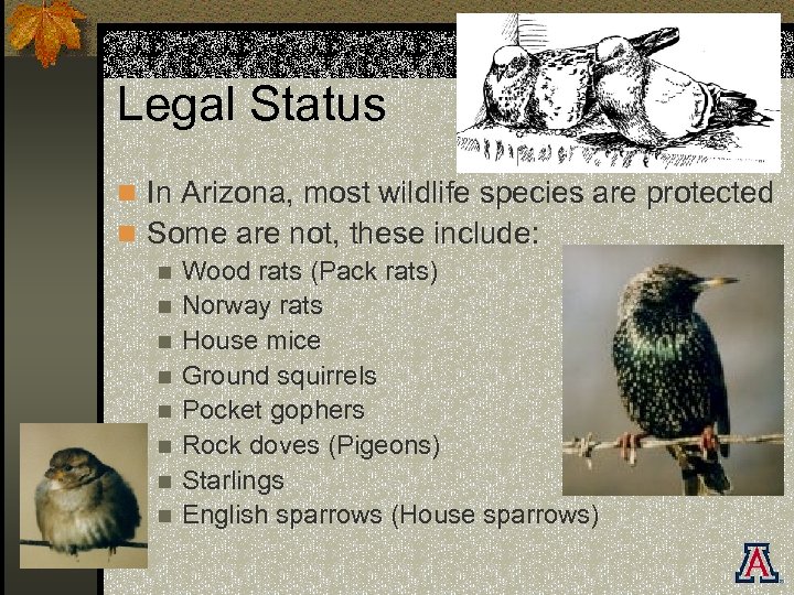 Legal Status n In Arizona, most wildlife species are protected n Some are not,