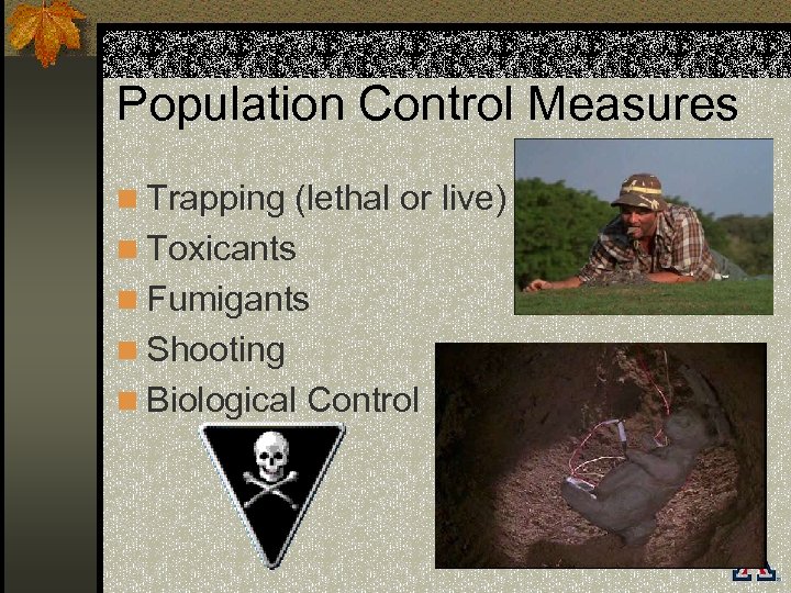 Population Control Measures n Trapping (lethal or live) n Toxicants n Fumigants n Shooting