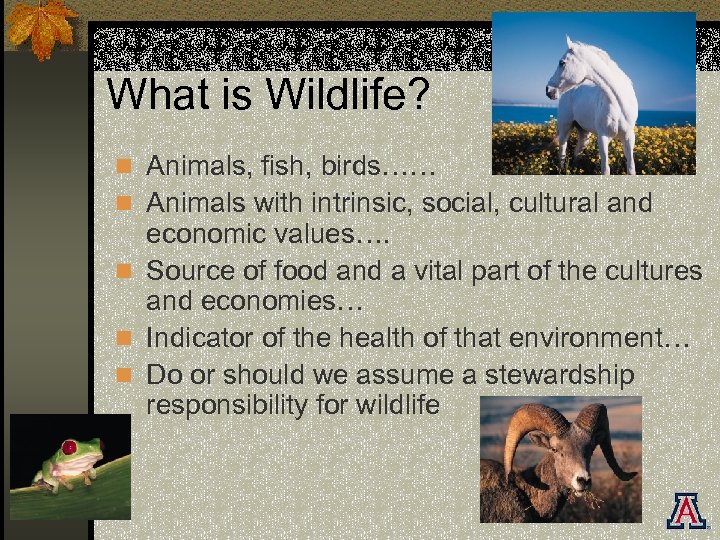 What is Wildlife? n Animals, fish, birds…… n Animals with intrinsic, social, cultural and