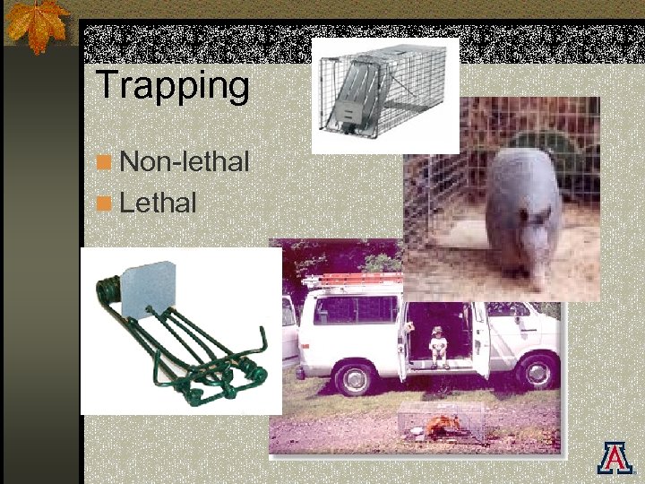 Trapping n Non-lethal n Lethal 