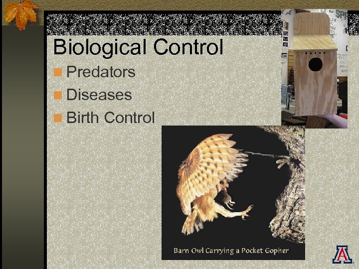 Biological Control n Predators n Diseases n Birth Control 