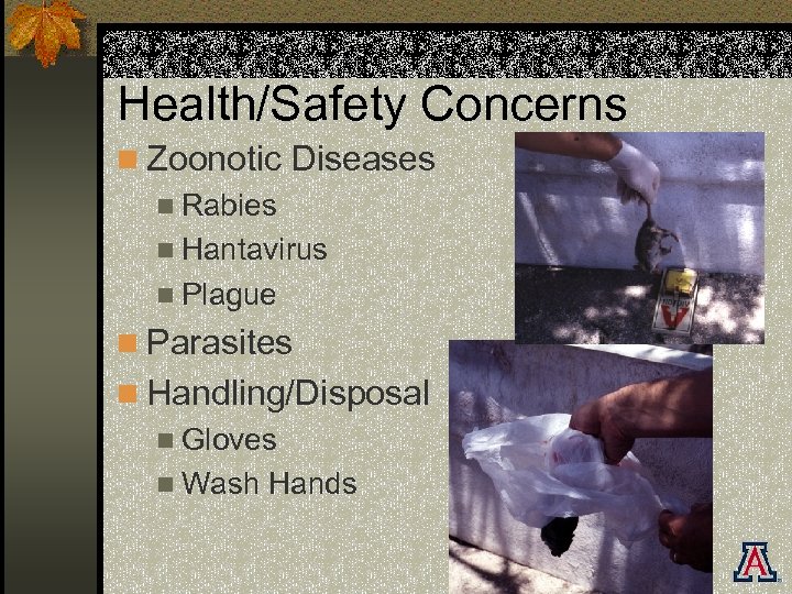 Health/Safety Concerns n Zoonotic Diseases n Rabies n Hantavirus n Plague n Parasites n