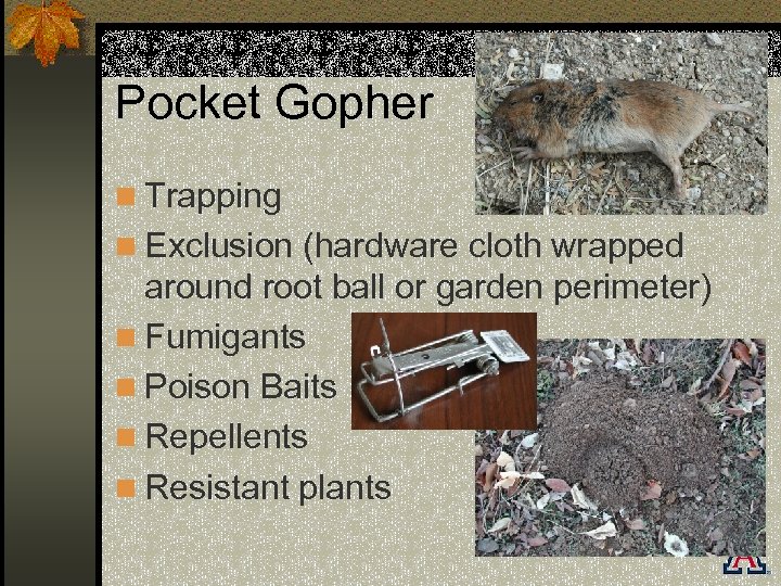 Pocket Gopher n Trapping n Exclusion (hardware cloth wrapped around root ball or garden