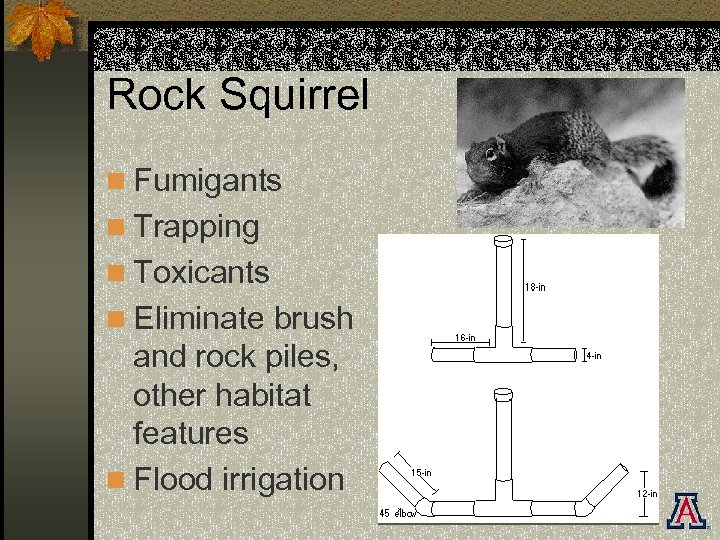 Rock Squirrel n Fumigants n Trapping n Toxicants n Eliminate brush and rock piles,