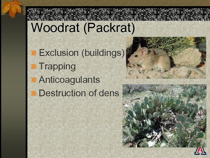 Woodrat (Packrat) n Exclusion (buildings) n Trapping n Anticoagulants n Destruction of dens 