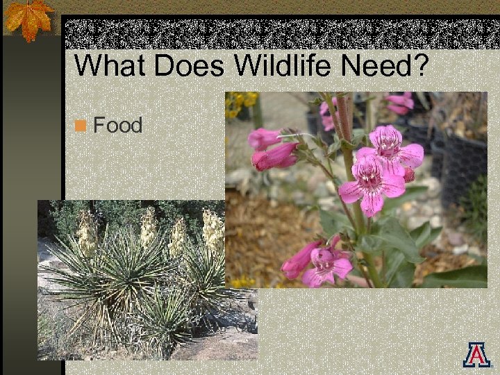 What Does Wildlife Need? n Food 