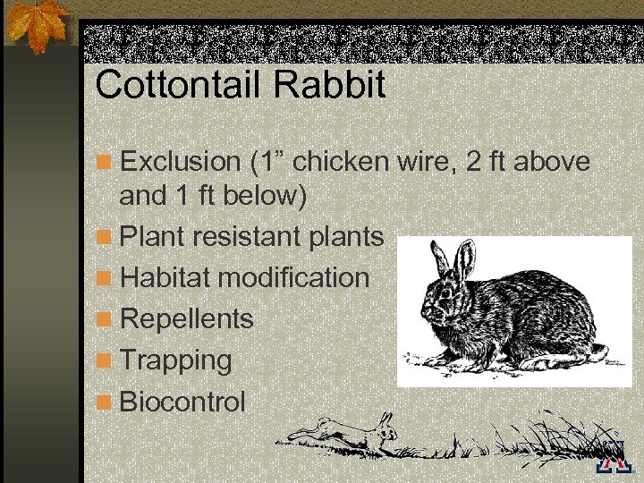 Cottontail Rabbit n Exclusion (1” chicken wire, 2 ft above and 1 ft below)