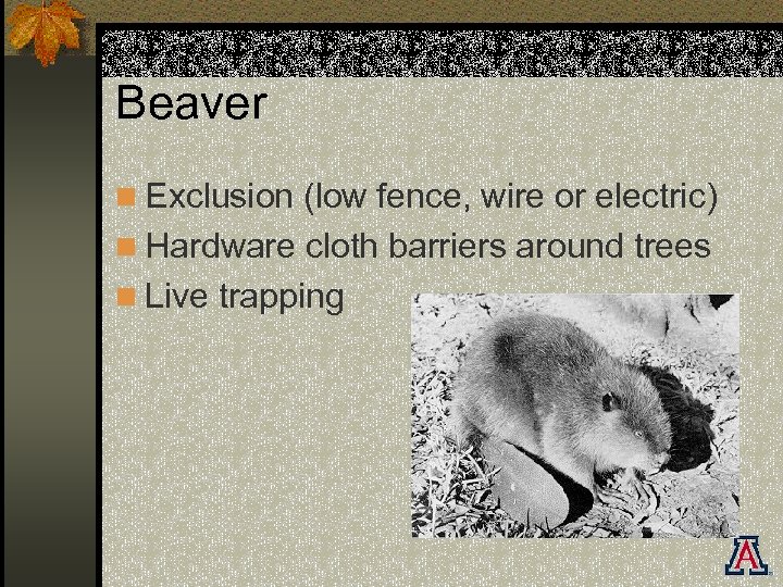 Beaver n Exclusion (low fence, wire or electric) n Hardware cloth barriers around trees