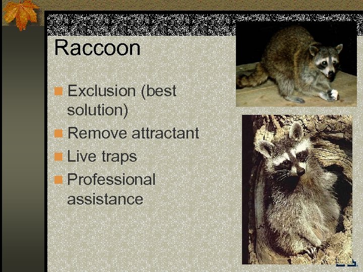 Raccoon n Exclusion (best solution) n Remove attractant n Live traps n Professional assistance