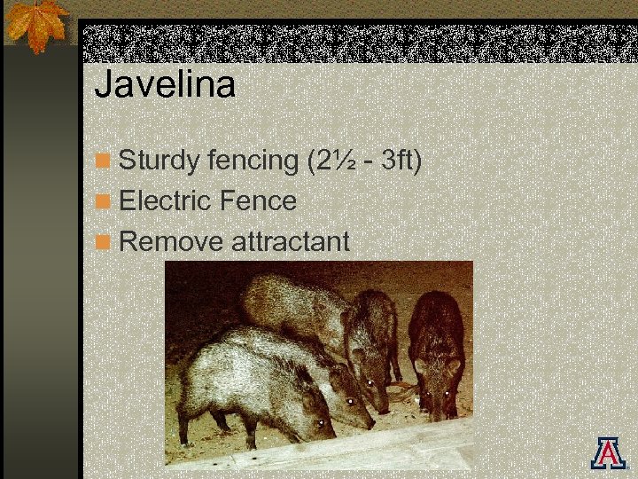 Javelina n Sturdy fencing (2½ - 3 ft) n Electric Fence n Remove attractant