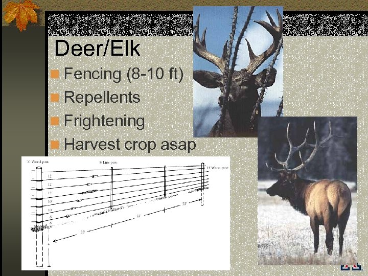 Deer/Elk n Fencing (8 -10 ft) n Repellents n Frightening n Harvest crop asap