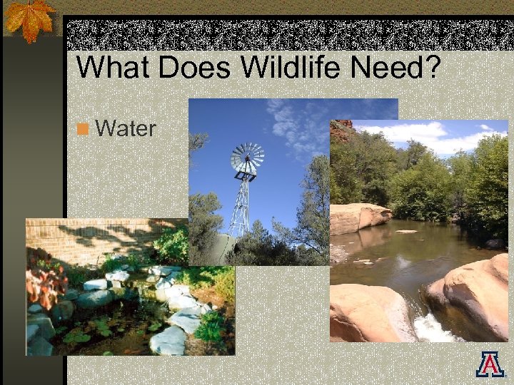 What Does Wildlife Need? n Water 