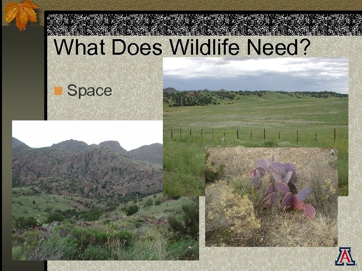 What Does Wildlife Need? n Space 