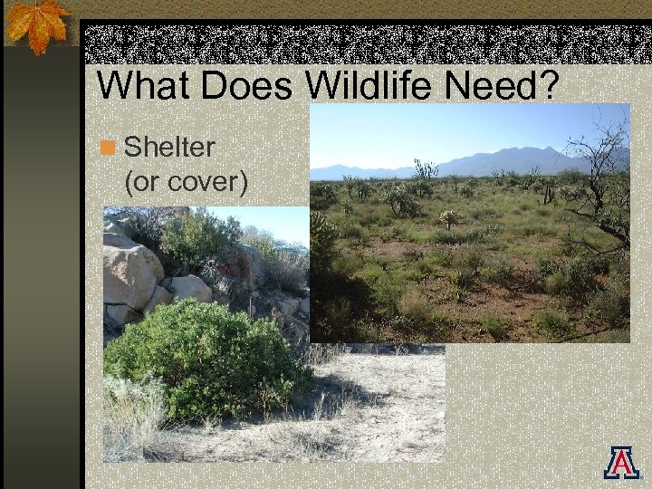 What Does Wildlife Need? n Shelter (or cover) 