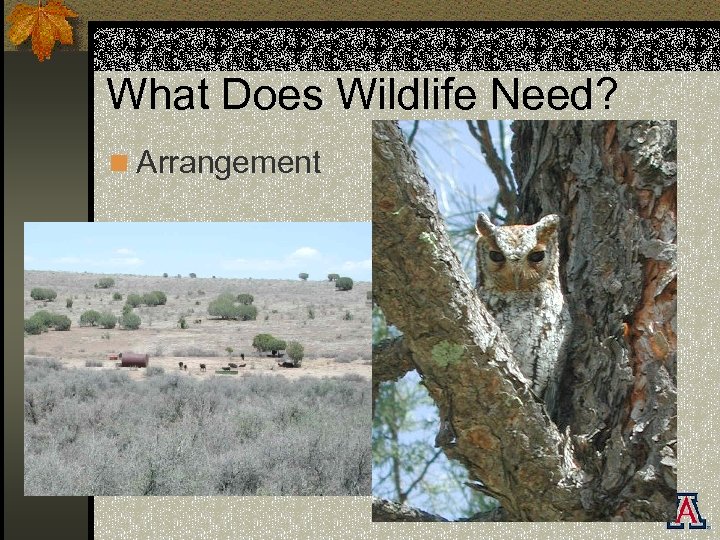 What Does Wildlife Need? n Arrangement 