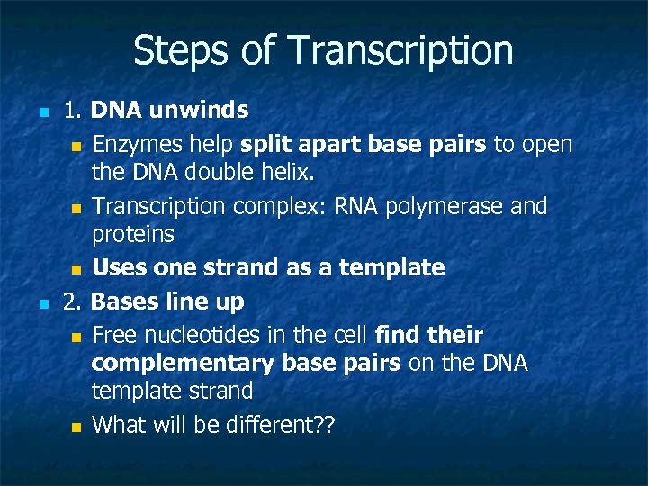 Steps of Transcription n n 1. DNA unwinds n Enzymes help split apart base