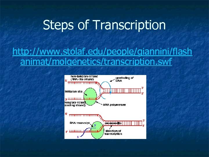 Steps of Transcription http: //www. stolaf. edu/people/giannini/flash animat/molgenetics/transcription. swf 