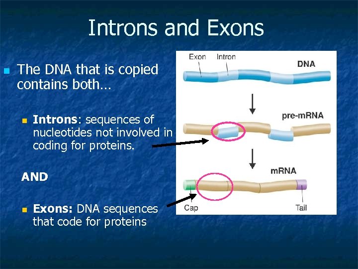 Introns and Exons n The DNA that is copied contains both… n Introns: sequences