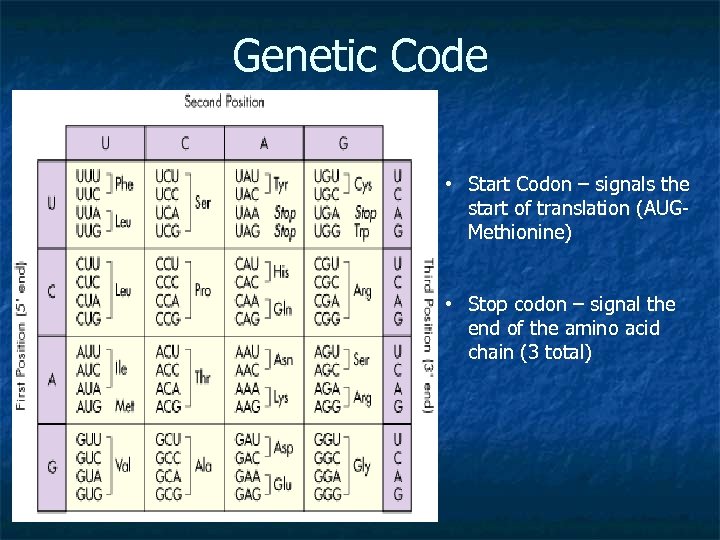 Genetic Code • Start Codon – signals the start of translation (AUGMethionine) • Stop