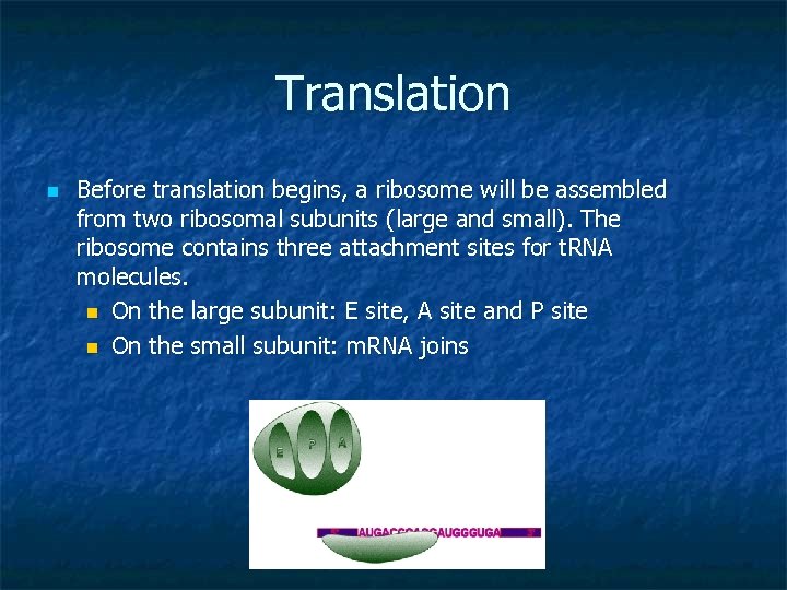 Translation n Before translation begins, a ribosome will be assembled from two ribosomal subunits