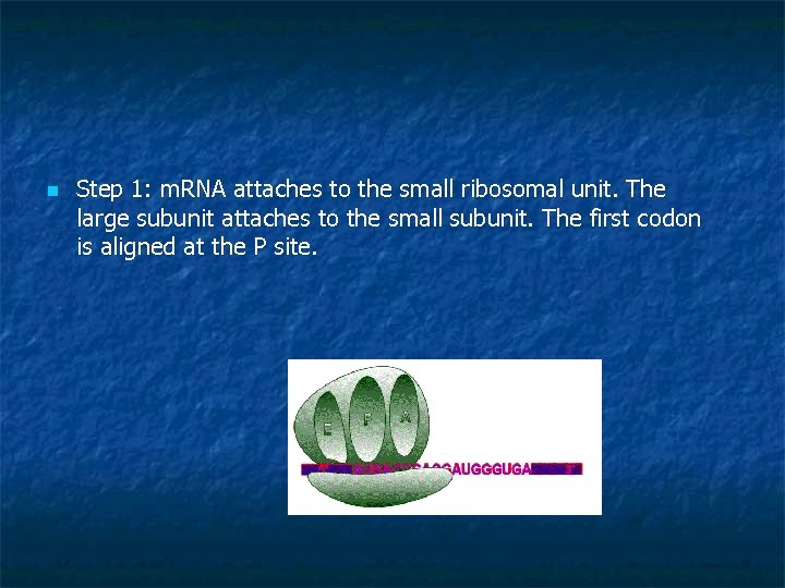 n Step 1: m. RNA attaches to the small ribosomal unit. The large subunit