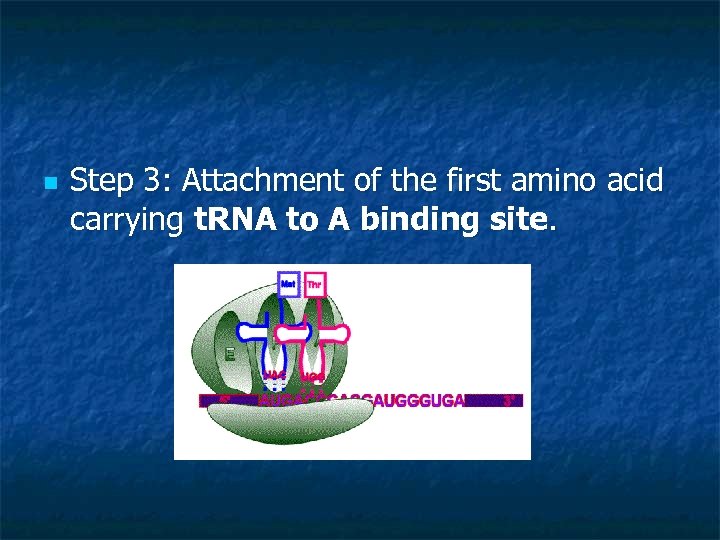 n Step 3: Attachment of the first amino acid carrying t. RNA to A