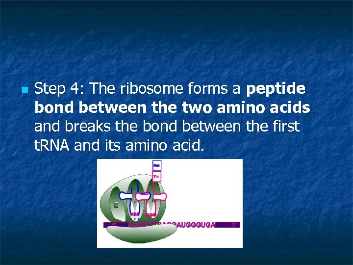 n Step 4: The ribosome forms a peptide bond between the two amino acids