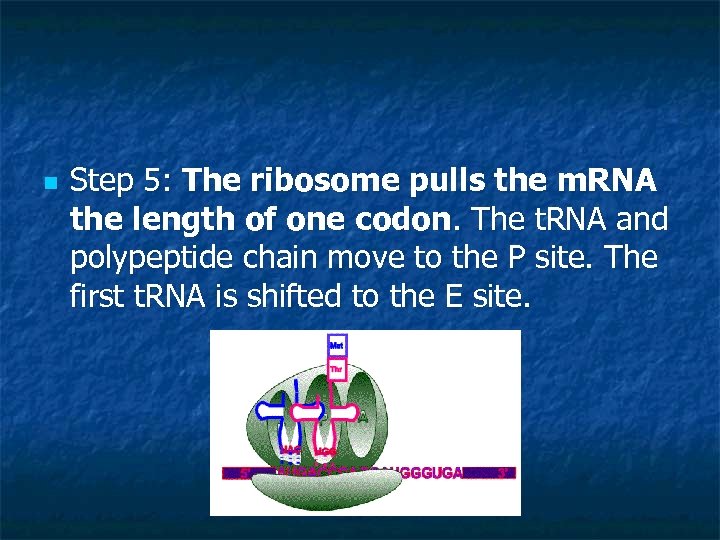 n Step 5: The ribosome pulls the m. RNA the length of one codon.