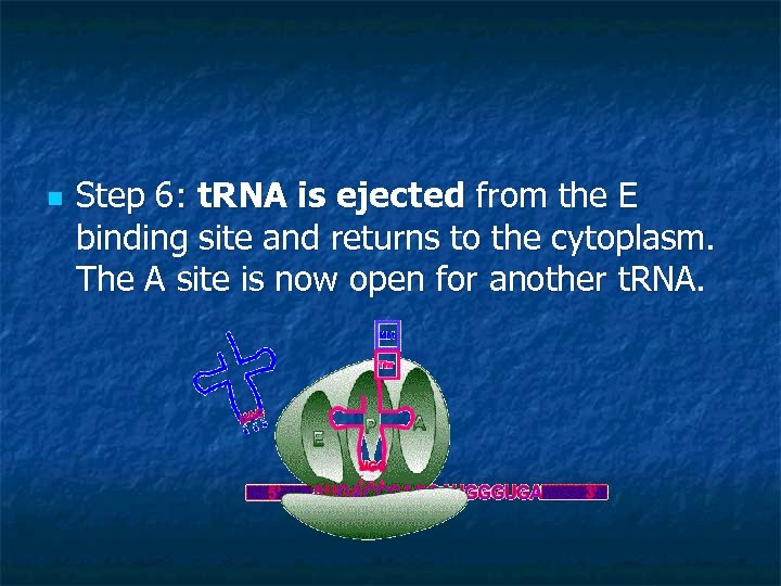 n Step 6: t. RNA is ejected from the E binding site and returns