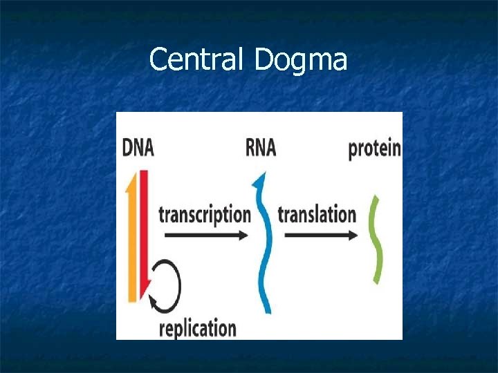 Central Dogma 