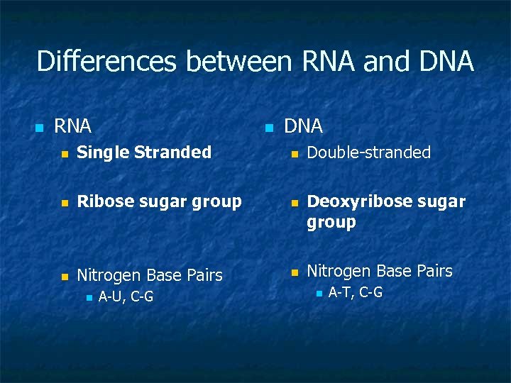 Differences between RNA and DNA n RNA n DNA n Single Stranded n n