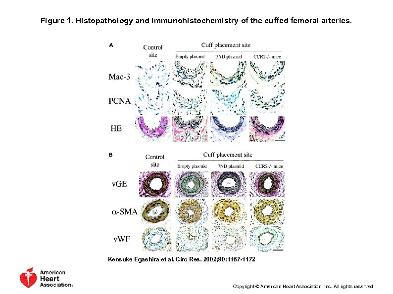 Figure 1. Histopathology and immunohistochemistry of the cuffed femoral arteries. Kensuke Egashira et al.