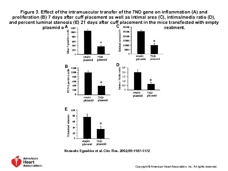 Figure 3. Effect of the intramuscular transfer of the 7 ND gene on inflammation