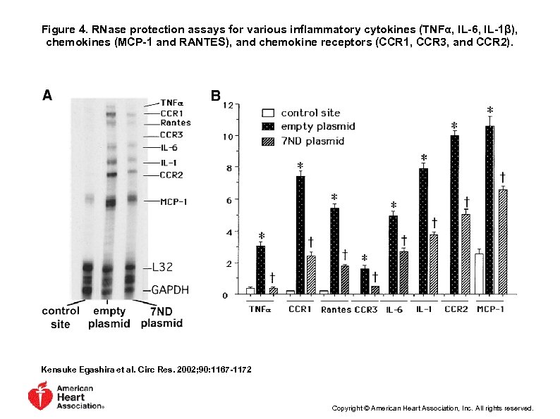 Figure 4. RNase protection assays for various inflammatory cytokines (TNFα, IL-6, IL-1β), chemokines (MCP-1