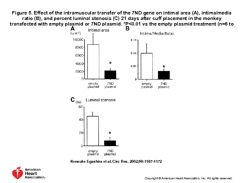 Figure 5. Effect of the intramuscular transfer of the 7 ND gene on intimal