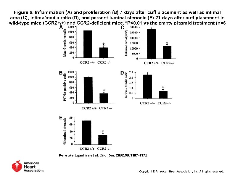 Figure 6. Inflammation (A) and proliferation (B) 7 days after cuff placement as well