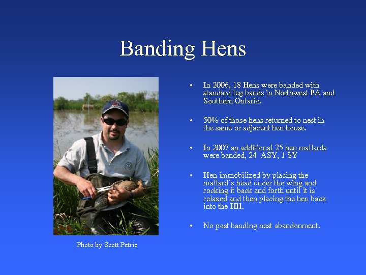 Banding Hens • • 50% of those hens returned to nest in the same