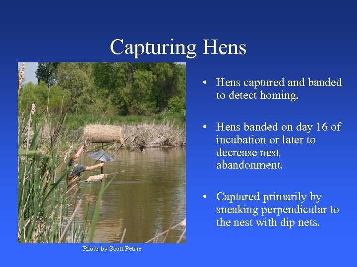 Capturing Hens • Hens captured and banded to detect homing. • Hens banded on
