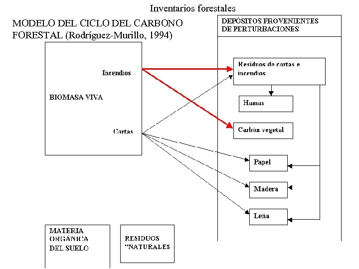 Inventarios forestales MODELO DEL CICLO DEL CARBONO FORESTAL (Rodríguez-Murillo, 1994) 