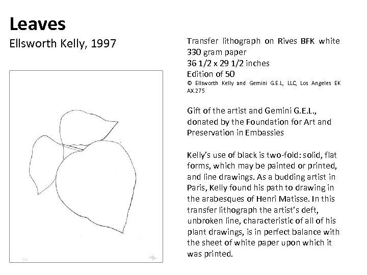 Leaves Ellsworth Kelly, 1997 Transfer lithograph on Rives BFK white 330 gram paper 36