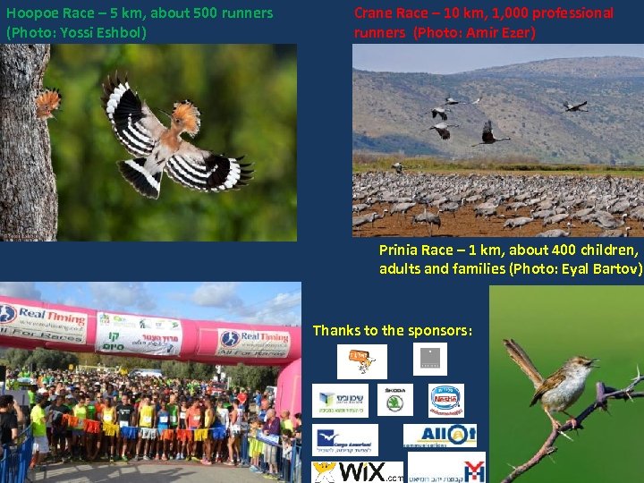 Hoopoe Race – 5 km, about 500 runners (Photo: Yossi Eshbol) Crane Race –