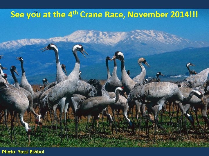See you at the 4 th Crane Race, November 2014!!! Photo: Yossi Eshbol 