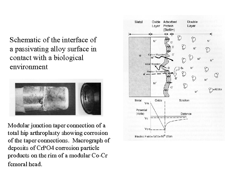 Schematic of the interface of a passivating alloy surface in contact with a biological