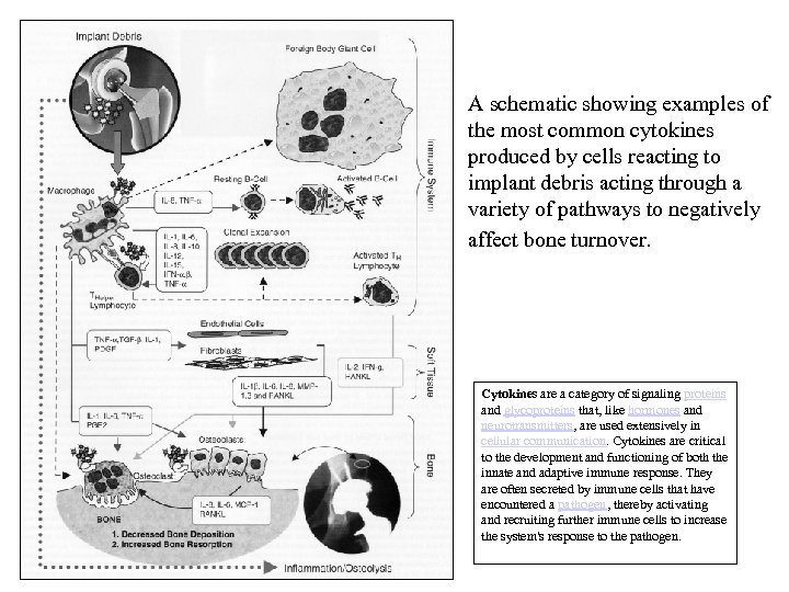 A schematic showing examples of the most common cytokines produced by cells reacting to