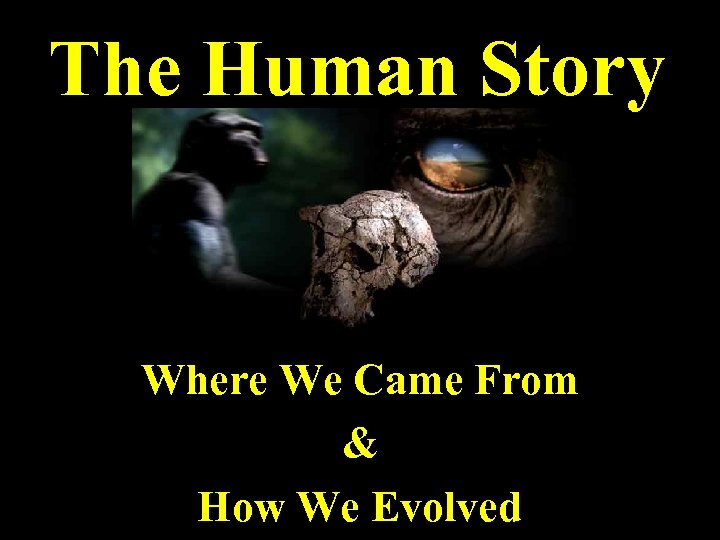 The Human Story Where We Came From & How We Evolved 