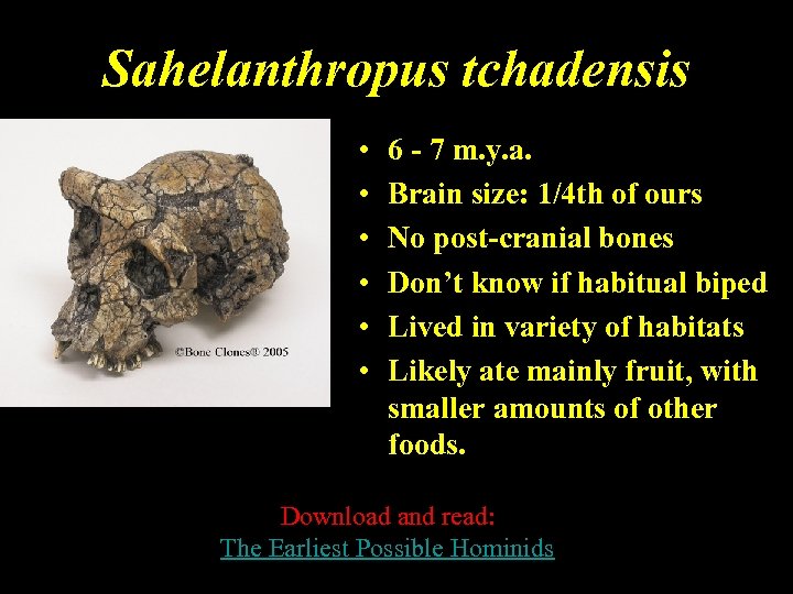 Sahelanthropus tchadensis • • • 6 - 7 m. y. a. Brain size: 1/4