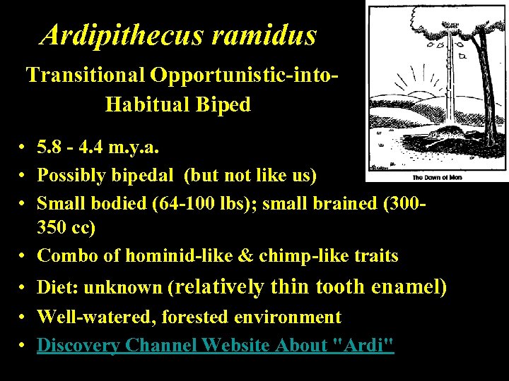 Ardipithecus ramidus Transitional Opportunistic-into. Habitual Biped • 5. 8 - 4. 4 m. y.